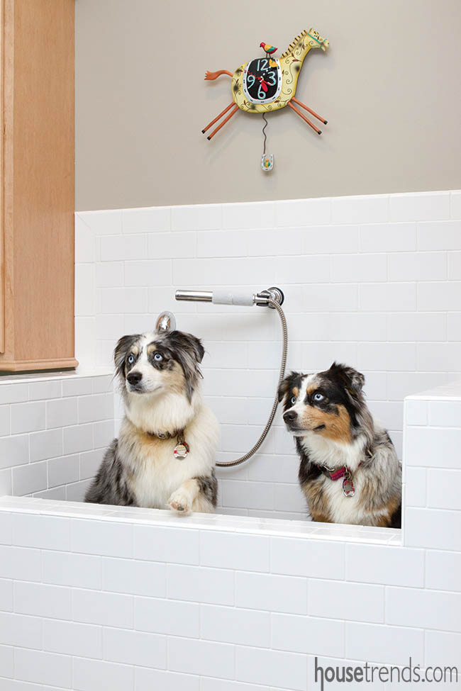 Laundry room with a dog bath