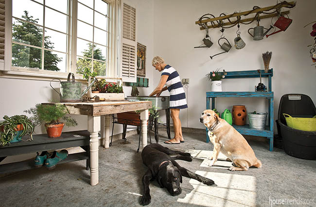 Dogs lounge in a potting shed