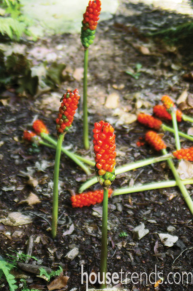 Garden plant survives harsh weather
