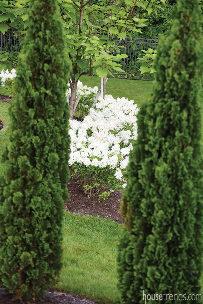 Trees create natural privacy screen