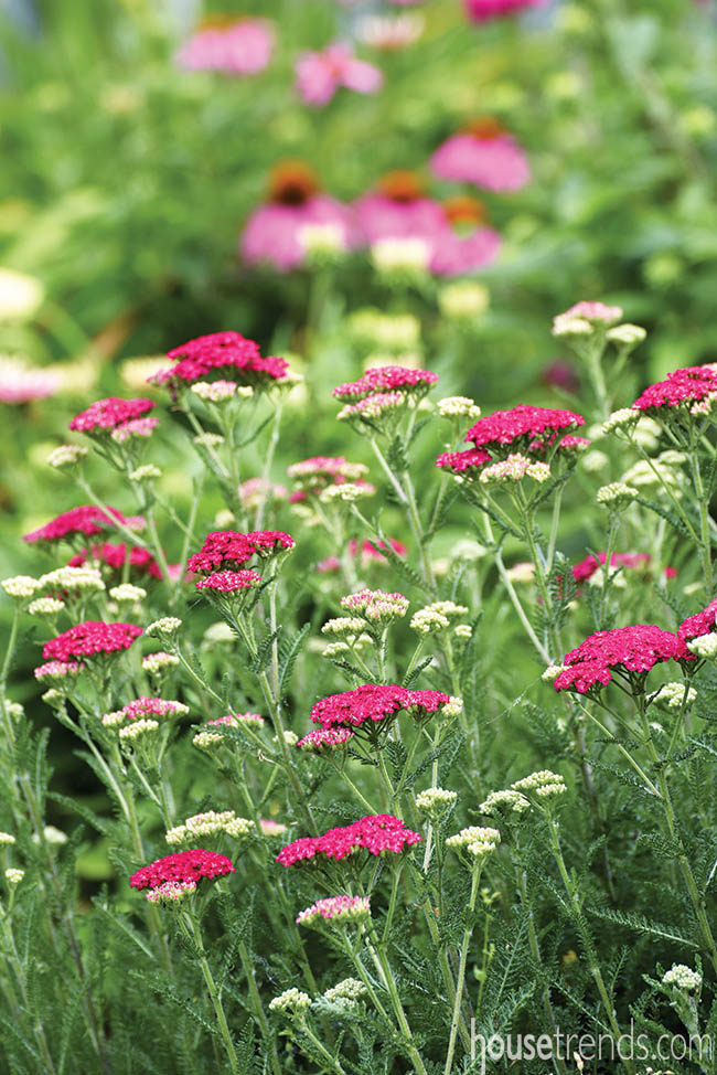 Pink flowers in a garden