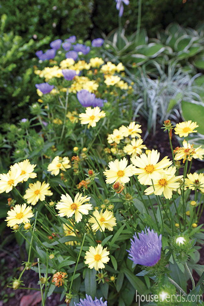 Colorful flower that's easy to maintain