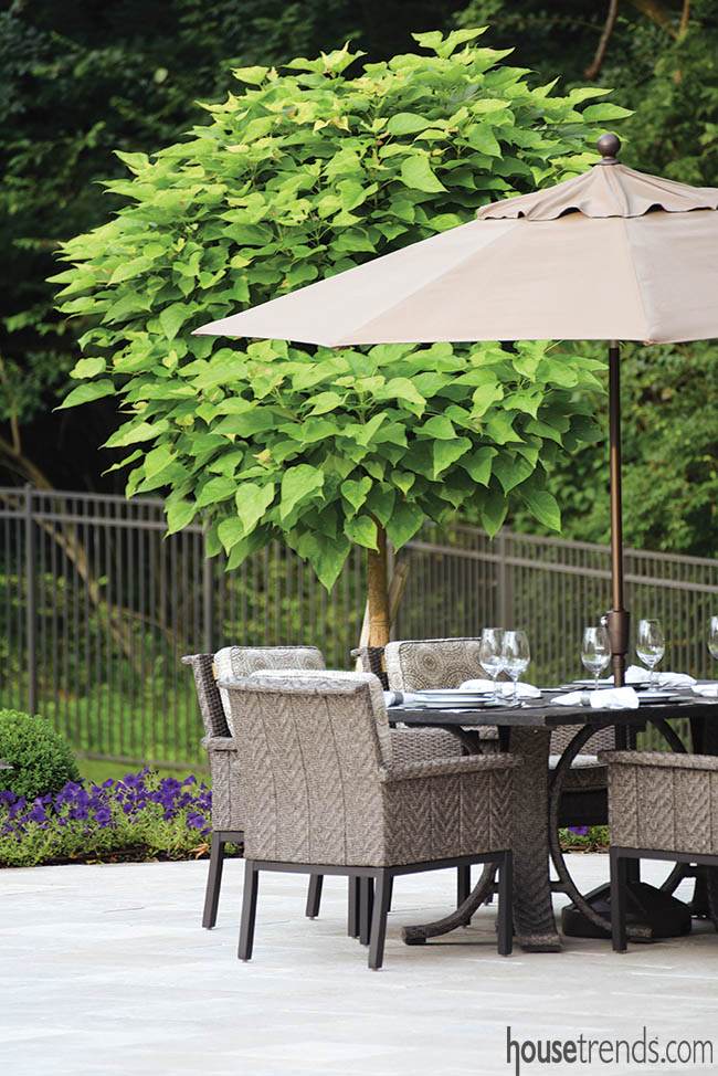 Trees add visual interest to a patio