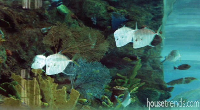 Sea life takes over fresh water with these swimming pool designs