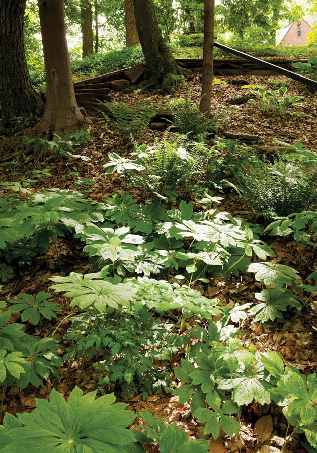 Perennial plants are not only picturesque, but also functional