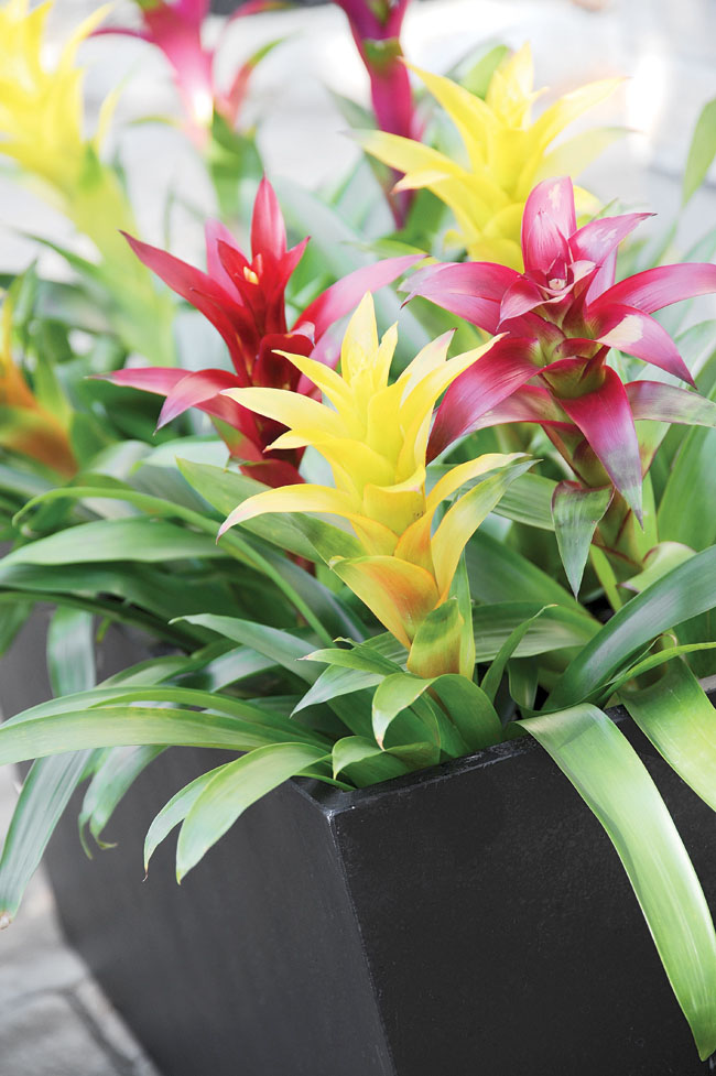 Garden flowers brighten a space up