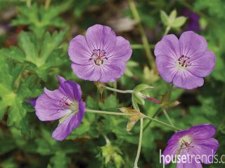 Carefree perennial spreads out in a garden