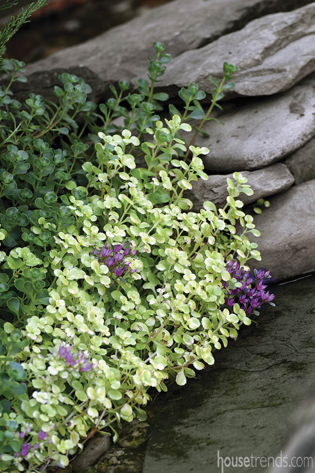 Garden plant with silver leaves
