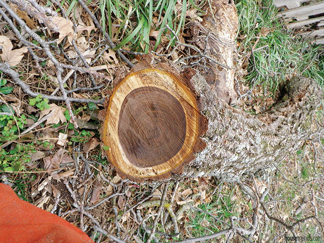 Tree traits give an edge to custom woodwork