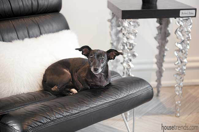 Dog relaxes on a leather chair