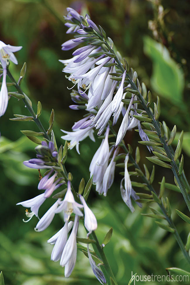 Hostas offer soothing colors for a garden