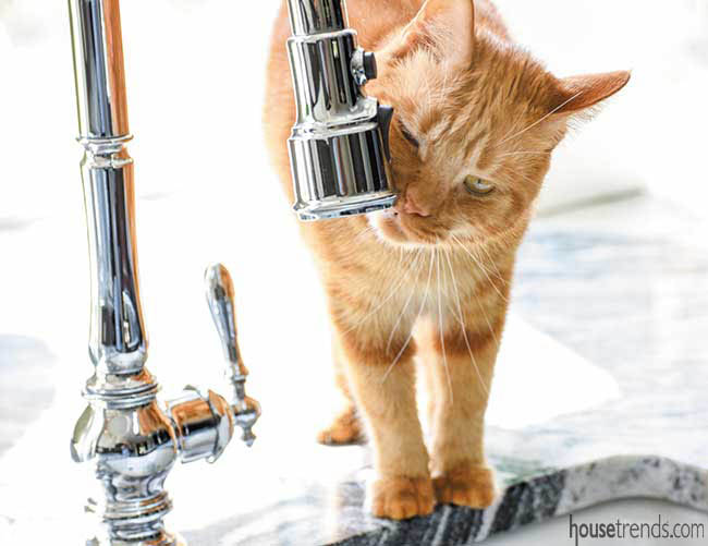 Family cat in the kitchen