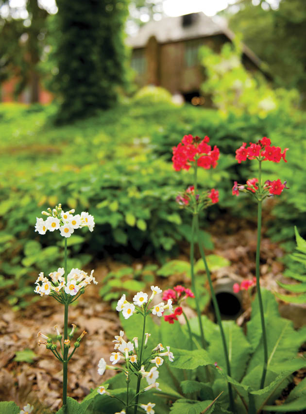 Local and non-native garden flowers co-mingle in this woodland area