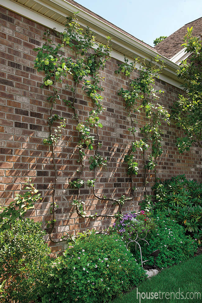 Apple tree creeps up a brick facade