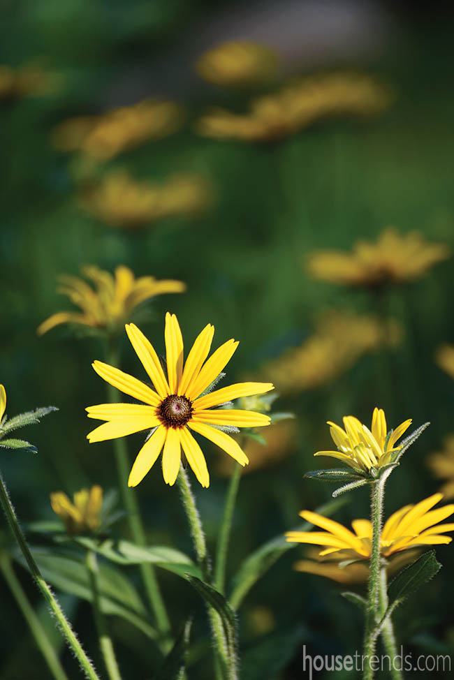 Black-eyed Susans offer a classic color scheme