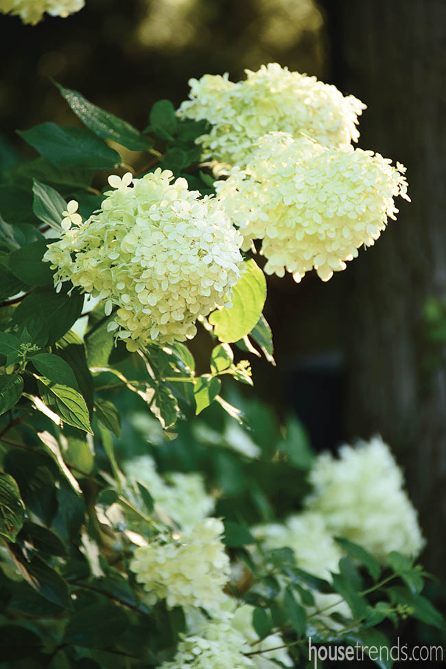 Hydrangeas add privacy to a landscape design