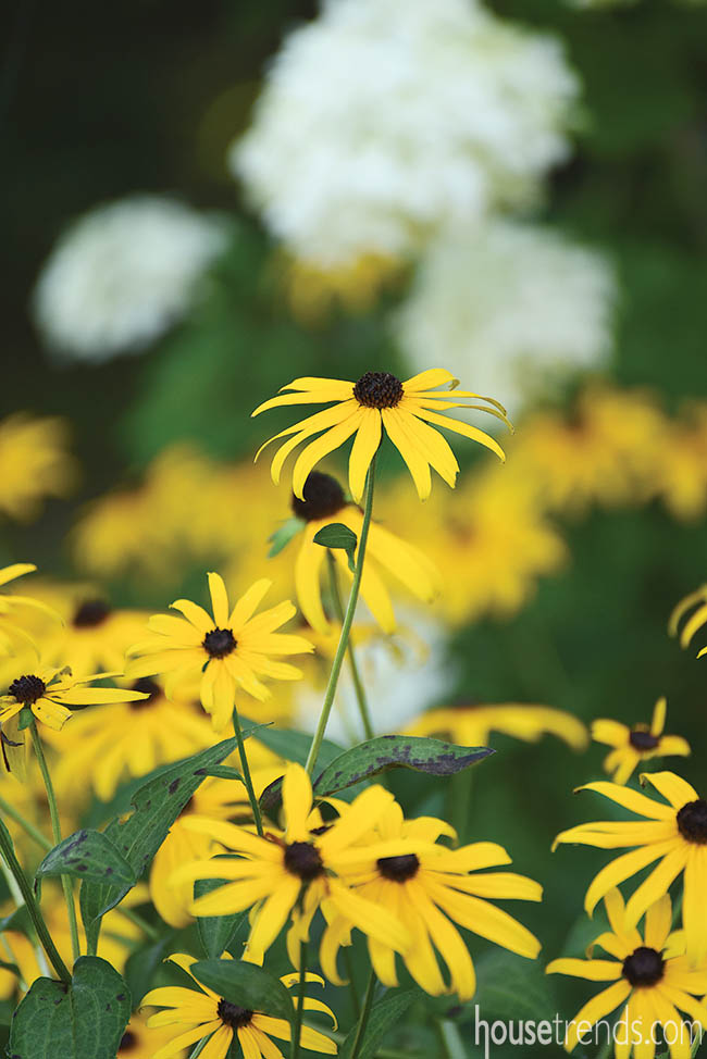 Black-eyed Susans add cheer to landscaping beds