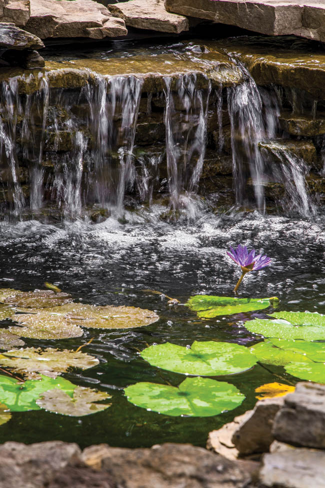 Pond plants add color to a backyard