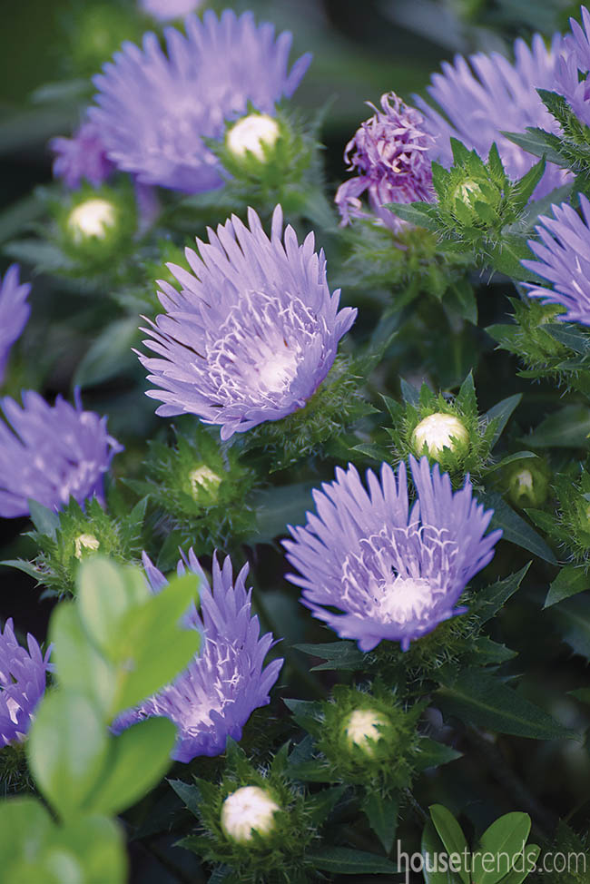 Eye-catching flowers perfect for a garden