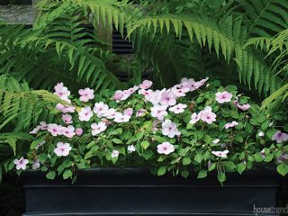 Impatiens are easy to care for