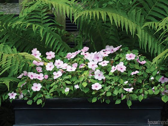 Impatiens are easy to care for