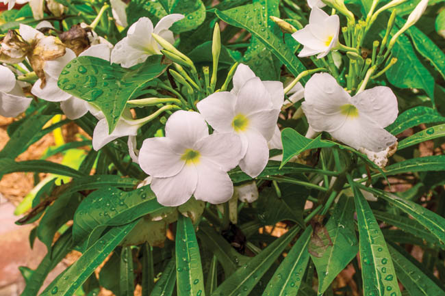 Backyard landscape is bursting with colorful flowers