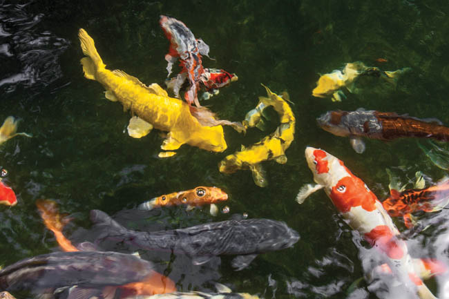 Koi pond contributes to a peaceful setting