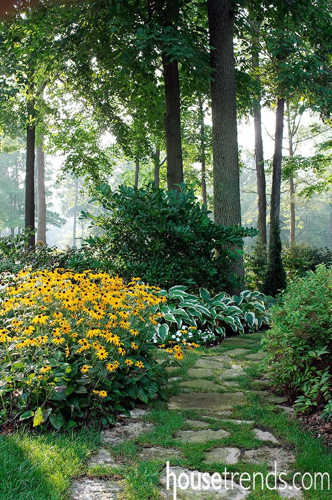 Black-eyed Susan cheer up a garden design