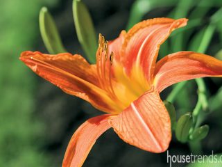 Garden flowers in a variety of colors