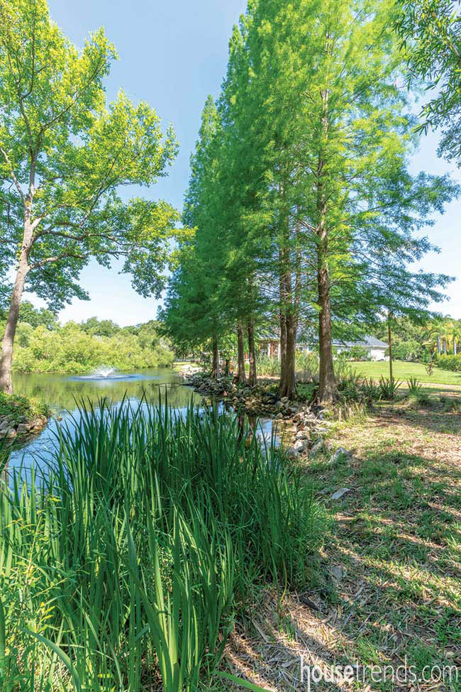 Cypress trees line a pond