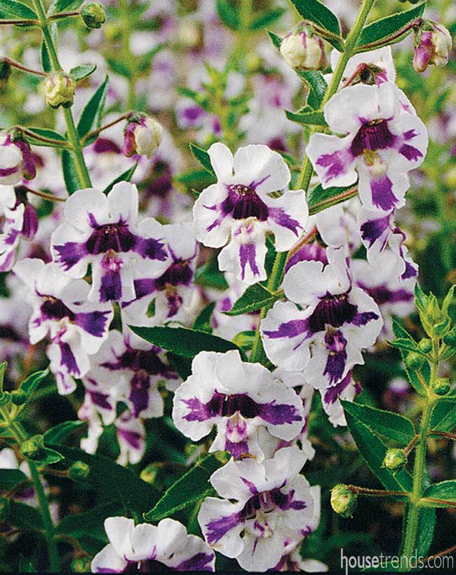 Colorful flowers bloom all summer