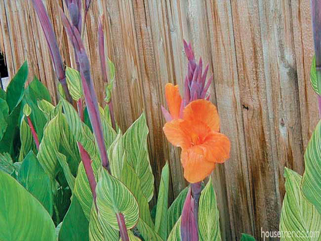 Tropical flowers add color to a landscape
