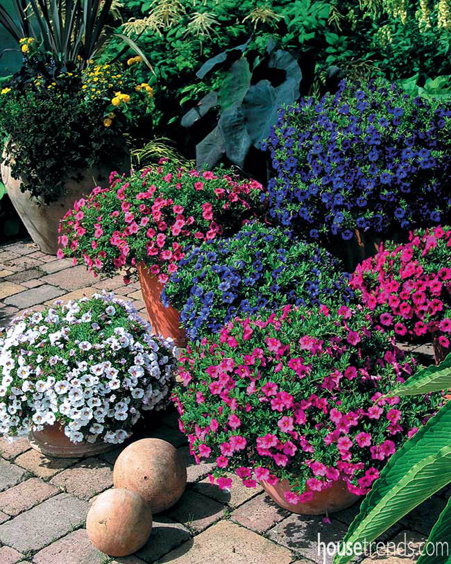 Colorful trailing plants for a landscape