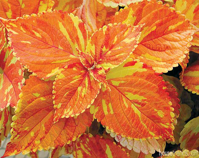 Colorful foliage plants