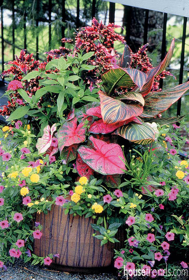 Colorful flowers in a container garden
