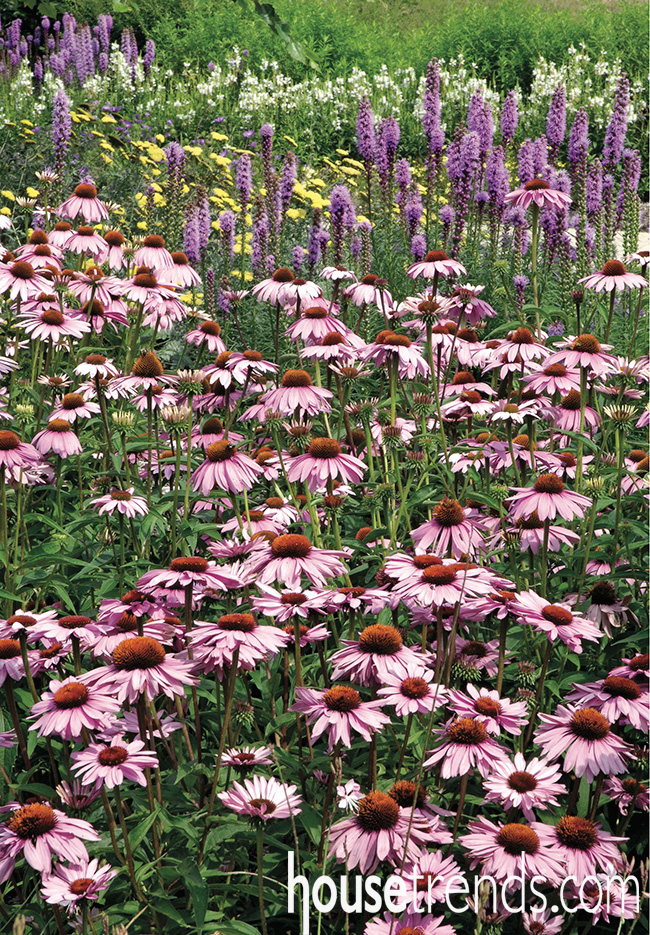 Garden flowers cheer up a landscape