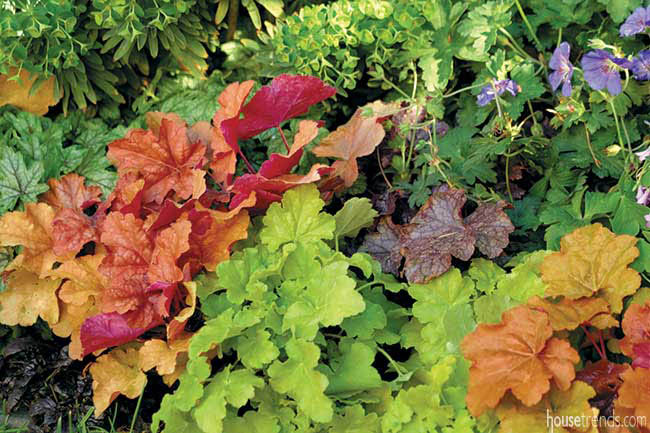 Plants thrive in most conditions