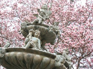 Magnolia tree frames a water feature