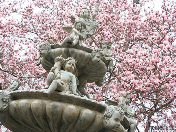 Magnolia tree frames a water feature