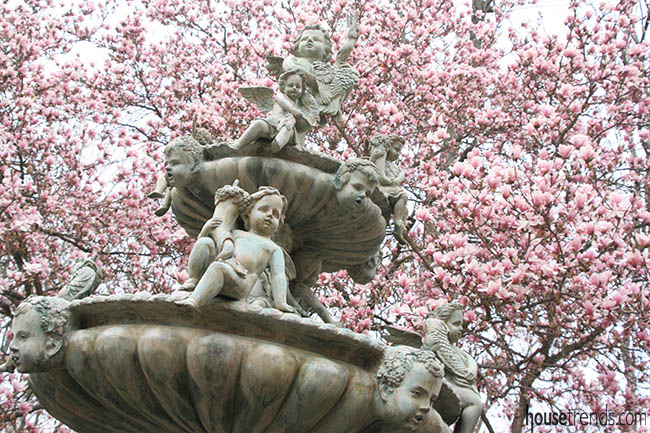 Magnolia tree frames a water feature