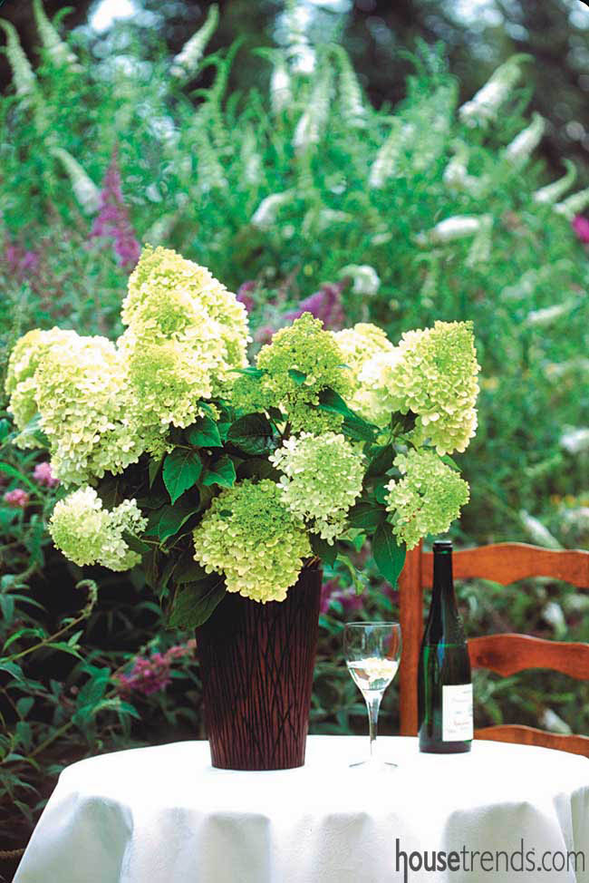Hydrangeas shift colors through the seasons
