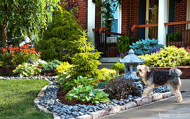 Dog meanders through a landscape
