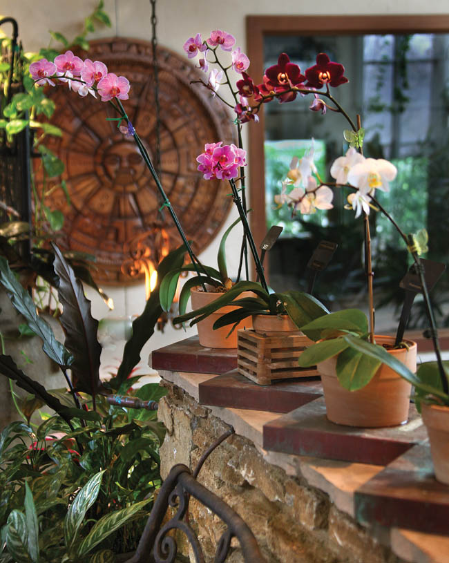 Garden flowers take over a solarium