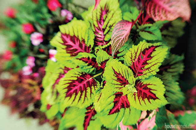 Colorful plant thrives in a shade garden