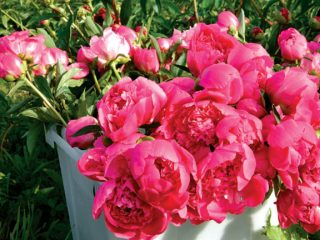 Peonies among favorite perennial flowers