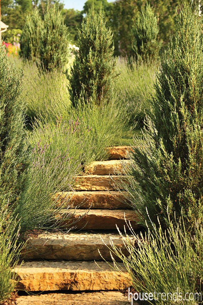 Lavender path weaves through a landscape design
