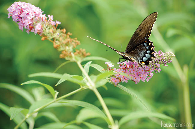Butterfly bush attracts its namesake