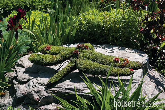 Dragonfly topiary rules a garden design
