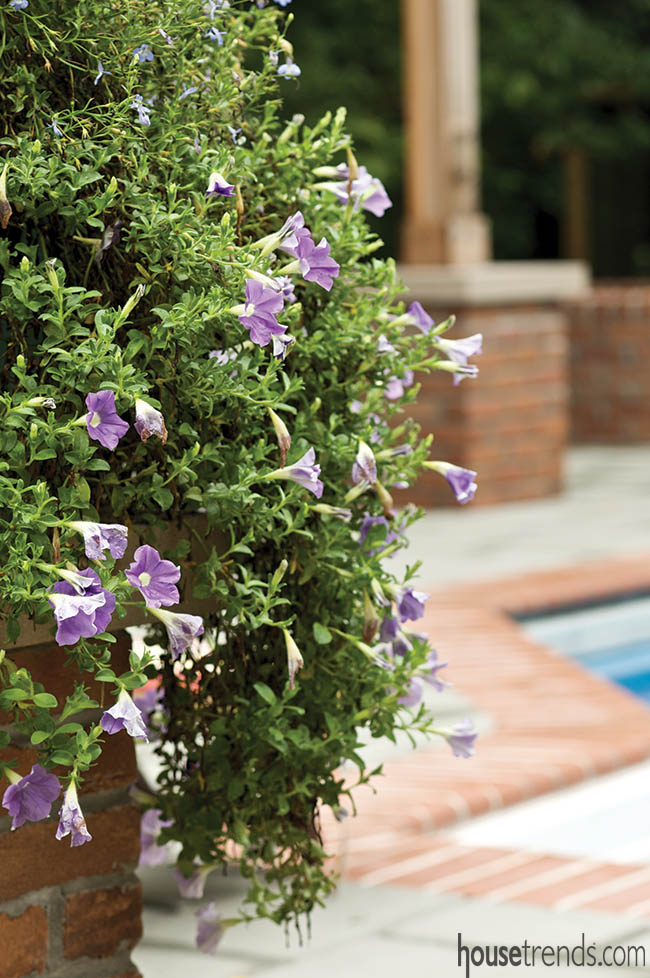 Planters filled with flowers beckon hummingbirds