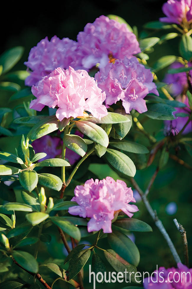 Garden flowers brighten up a back yard